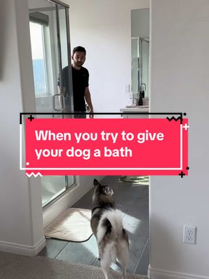 A post by @sapphie_the_pomsky on TikTok caption: When you try to give your dog a bath 🤣 #dogs #funnydog #comedy #funny #pets #smartdog #doglover #fypシ 