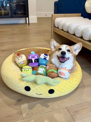 A post by @hammyandolivia on TikTok caption: He only packs the essentials!  Can you believe @Squishmallows has new dog chew toys?! Chew Mees by Squishmallows are the perfect chew companions for Hammy and Fiona. They've launched at @PetSmart and are only available for a limited time, so be sure to hurry in and collect them all!   #squishmallowspartner #squishmallows @Jazwares #jazwarespets #jazwares #chewmees