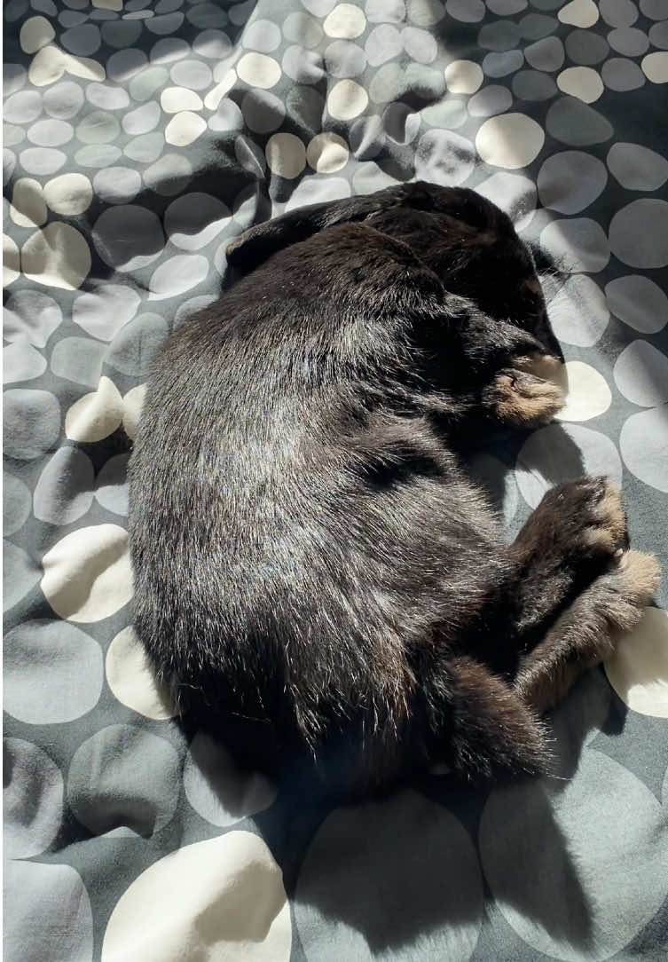A post by @hazelnut_the_bunny on TikTok caption: When your free roam rabbit steals your king sized bed to take a little sunshine nap!  . . #bunnytok #freeroambunny #bunnybehavior #rabbitsoftiktok #rabbitcare 
