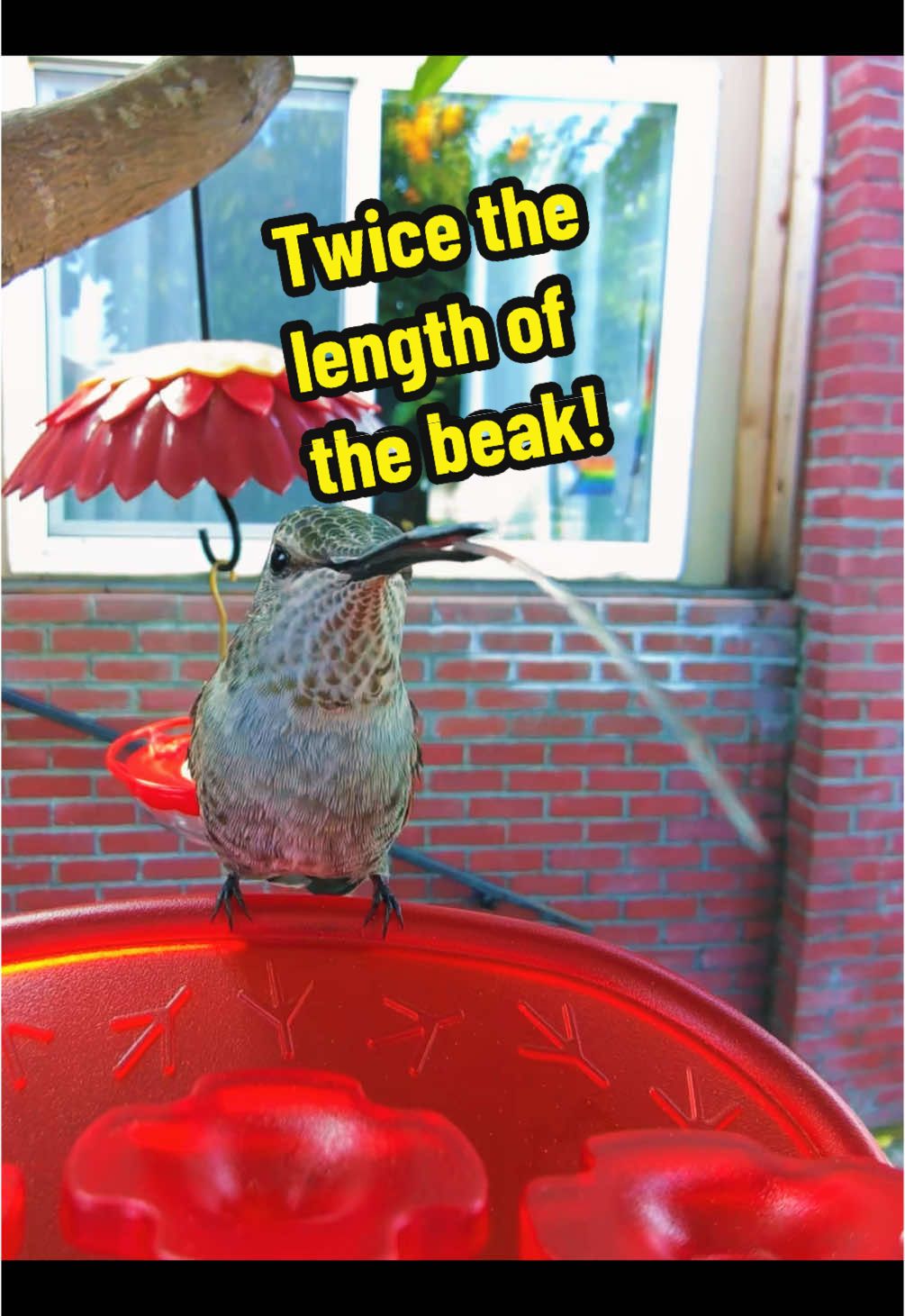A post by @akarebear311 on TikTok caption: Did you know that a hummingbird’s tongue is about twice the length of their beak?  Look closely to see how long this one is!  #hummingbirdmama #hummingbirdtongue #birdbuddy 