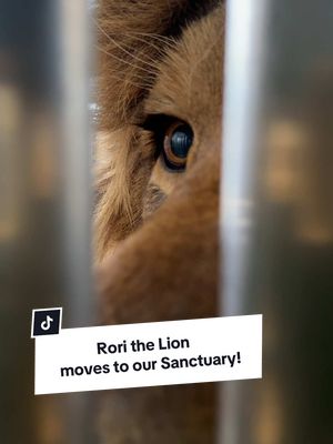 A post by @camwhitnall on TikTok caption: One down, three to go… Rori the lion is on his way home! 🦁 The Big Cat Sanctuary team have successfully collected Rori from Natuurhulpcentrum! After a smooth health check, he was safely crated and loaded onto the transport truck. With everything going to plan, the team is now en route to collect Vanda, followed by sisters Amani and Lira at Pairi Daiza. Stay tuned for live updates as these incredible rescued lions make their way to their forever home at The Big Cat Sanctuary! 🦁🏡❤️ #lionrescue #uknews #ukraine #sanctuary #tiktokforgood 