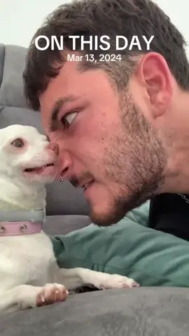 A post by @animal.reunion on TikTok caption: #onthisday