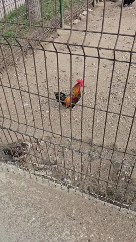 A post by @feraru0709 on TikTok