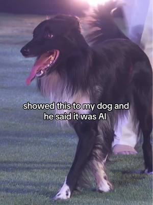 A post by @agt on TikTok caption: lmk what your dog thinks 