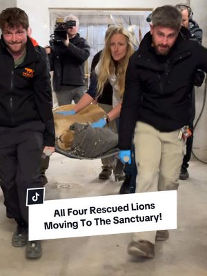 A post by @camwhitnall on TikTok caption: Four lions, originally rescued from the war in Ukraine, are on their way home to the sanctuary! 🦁✨ Amani and Lira have now joined Rori and Vanda, and all four are doing well on the road. We’re on the final stretch of their journey to their forever home, the Lion Rescue Centre, this Friday, 14th March.  A heartfelt thank you to Pairi Daiza for the incredible care you’ve given to sisters Amani and Lira! 🙏 Stay with us as we continue the journey and prepare to reunite them with Yuna! 🧡 _____________________________ #thebigcatsanctuary #lions #rescue #uknews #tiktokforgood #ukraine