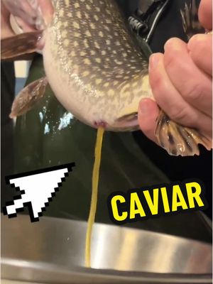 A post by @dkamfishing on TikTok caption: They ATE the WORLD RECORD Northern Pike!?!? 🫣  #fishing #fishtok #fyp #foryou 