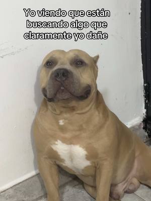 A post by @vikingo606 on TikTok caption: Yo no sé nada 🧐🐶🤣#vikingo606 