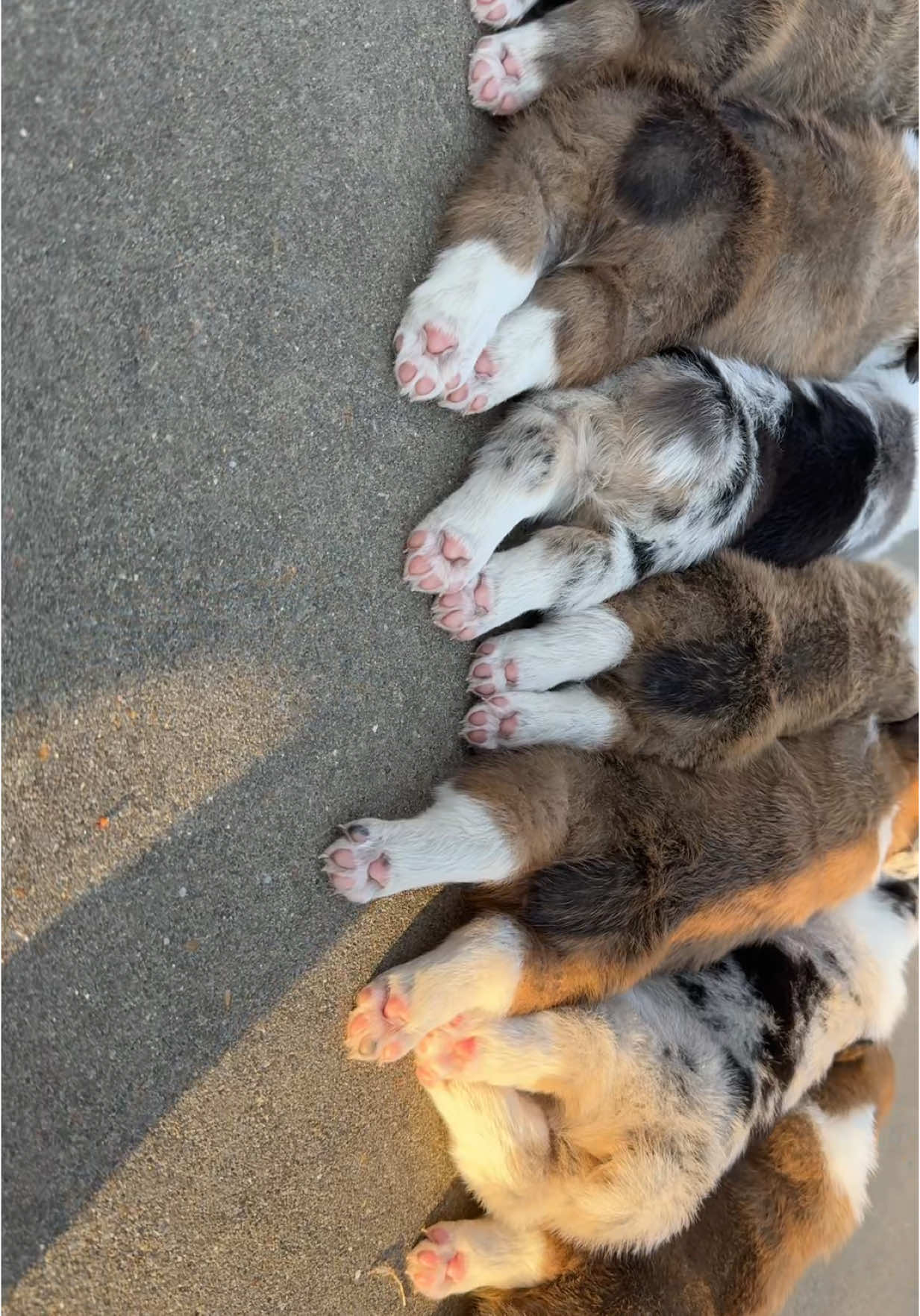 A post by @rrileighgracee on TikTok caption: corgi booties !! 🫶🏼🫶🏼 #corgisoftiktok #australianshepherd #auggiesoftiktok 