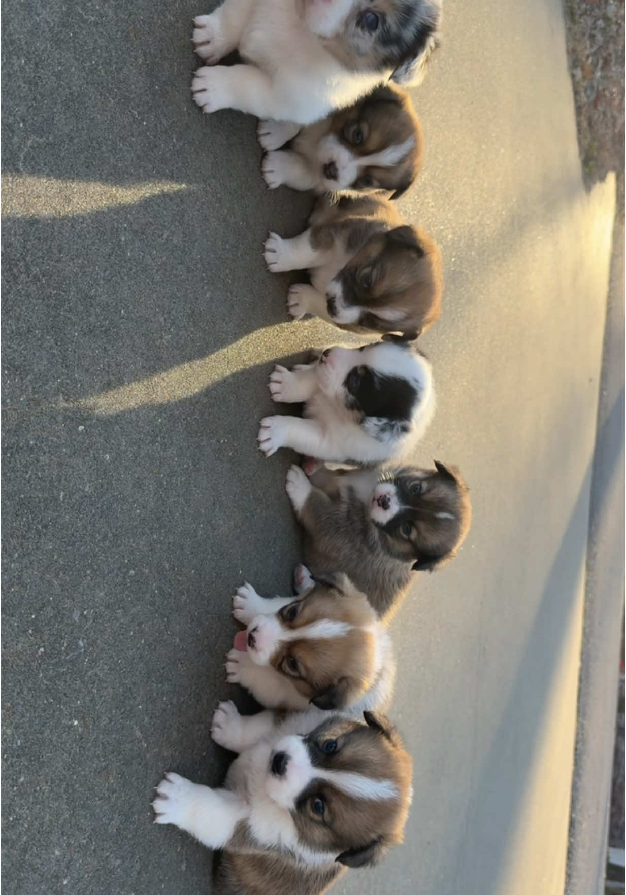 A post by @rrileighgracee on TikTok caption: sweetest lil faces !!!! 