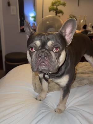 A post by @mattvalladares on TikTok caption: #fyp #foryou #frenchiesoftiktok 