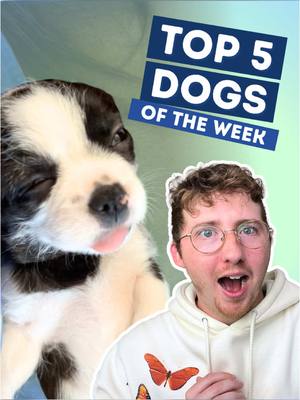 A post by @weratedogs on TikTok caption: Top 5 Dogs of the Week! 5. @Bluejello22  4. @f  3. @Taty Girl  2. TW: JackAllenTV H.M. @𝒥ℯ𝓈𝓈𝒾𝒸𝒶  1. @The Kennel Club UK  #weratedogs 