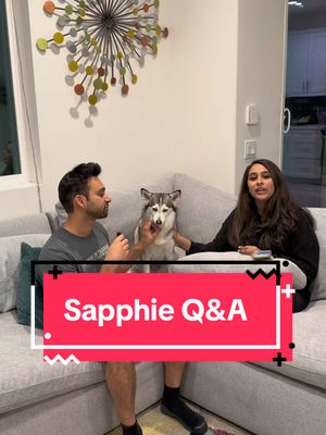 A post by @sapphie_the_pomsky on TikTok caption: Answering all your guys’ questions in this Q&A with Sapphie 🐶 #dogs #dogsoftiktok #smartdog #dogparents #contentcreators #questionandanswer #fyp 