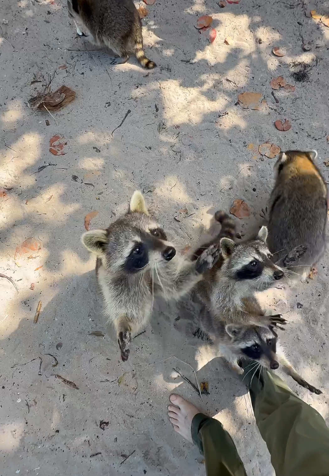 A post by @brian_636 on TikTok caption: I got ATTACKED by Raccoons #raccoon #florida #ride 
