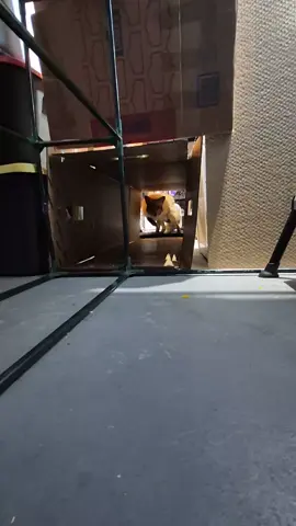 A post by @charlie_foxtrot_ on TikTok caption: Charlie's boxfort was a labor of love. is it the greatest fort that's ever been built for a pet fox? yes. but was it the most functional? also, yes. I think @guinesstiktok should award us a record for largest box fort for a red fox. but that's just me.  to support Charlie's lavish lifestyle please purchase our book right here in the tiktok shop! 