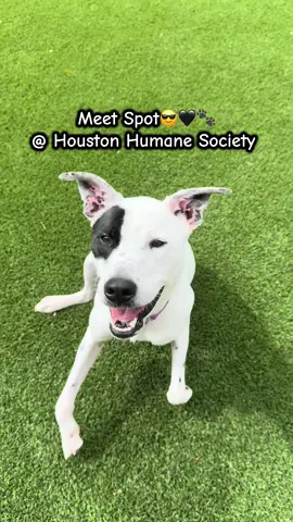 A post by @nolaandmollylabs on TikTok