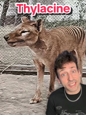 A post by @oddanny on TikTok caption: The thylacine is coming back! #thylacine 