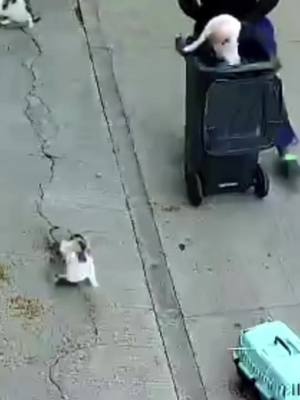 A post by @mikemilfortversionmalo on TikTok caption: Esta fue la caída del rambo 