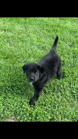 A post by @the_service_fish on TikTok caption: Odins first snow. Hes getting so big 🖤 #huskymix #rottweilermix 