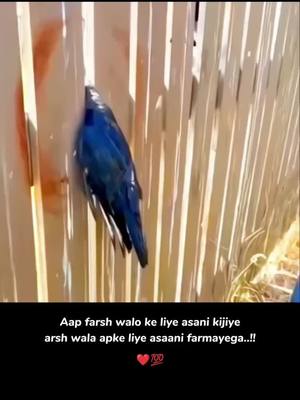 A post by @filmymantra on TikTok caption: Helping the animal one who cannot speak is most important thing anyone can do Follow Filmymantra for more #kindness #foryou #fyp #trending #filmymantra #animal #animals #humanity #animallover 