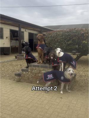 A post by @joe_stockdale on TikTok caption: We did actually manage to get the photo of them all 👌🏼 go check it out on my insta! Bequestrian’s new dog coats 🧥 
