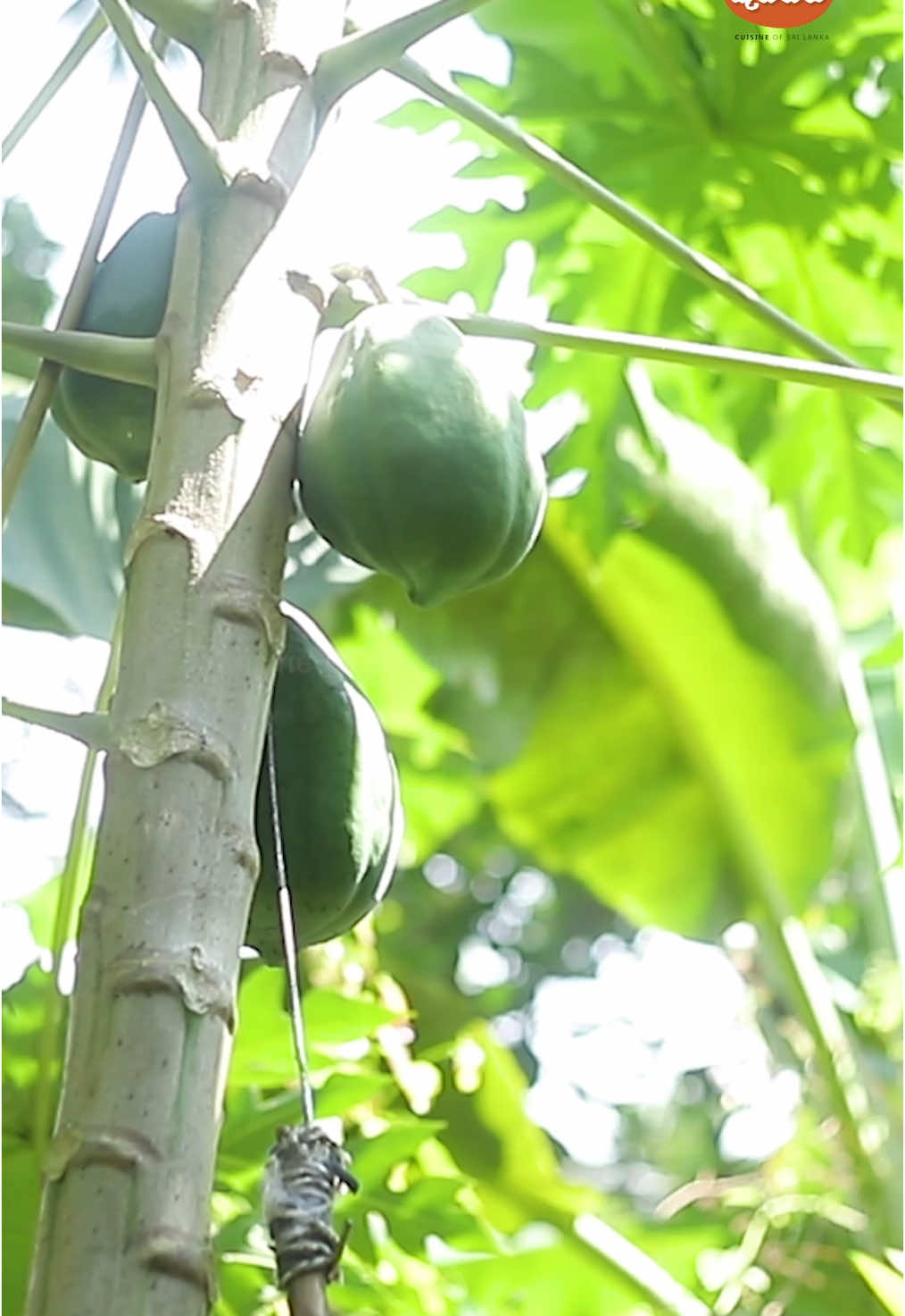 A post by @cuisineofsrilanka on TikTok caption: ගස් ලබු මෙහෙම හදලා බලන්න... #SriLankanFood #WhatToCook #kussiya #cuisineofsrilanka #foodie #papaya #curry 