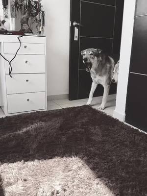 A post by @danya_balam on TikTok