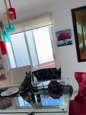 A post by @danya_balam on TikTok