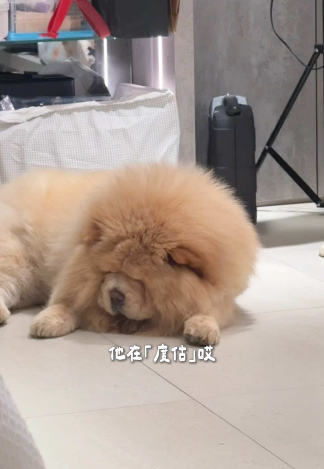 A post by @han716__ on TikTok caption: 看起來好傻⋯⋯⋯