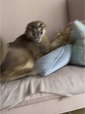 A post by @pumbacaracalofficial on TikTok caption: Trying to tickle Pumba went wrong 