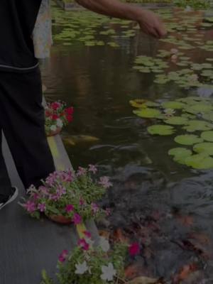 A post by @rahmanullahgurbaz31 on TikTok