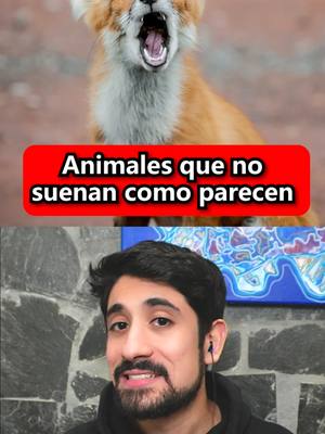 A post by @javiercazarez on TikTok caption: Animales que no suenan como parecen 😳 #curiosidades #animales #interesante