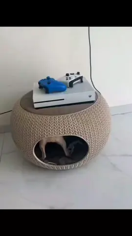 A post by @dogg_nikki on TikTok caption: what is niki doing 😂 #pet #foryou #PetsOfTikTok #fypツ #chihuahua #dog 