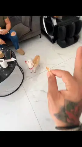 A post by @dogg_nikki on TikTok caption: kuchi kuchi ku niki 😂 #pet #foryou #PetsOfTikTok #fypツ #chihuahua #dog 