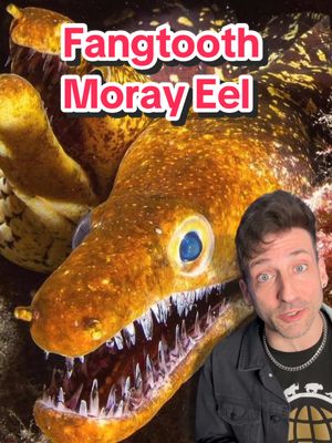 A post by @oddanny on TikTok caption: The Eel with a mouth full of glass 👀 #fangtoothmoray 