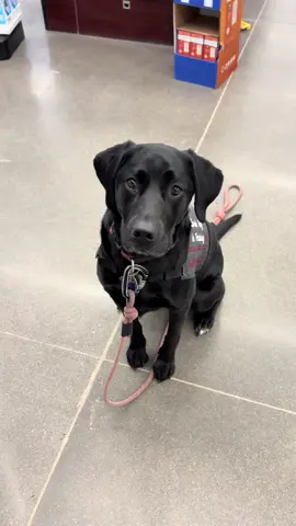 A post by @moxiesadventures on TikTok caption: A little off leash training at the grocery store today  #servicedogintraining #servicedog #sdit 