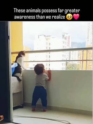 A post by @filmymantra on TikTok caption: It’s moments like these that make you wonder… just how much do animals really understand.❤️