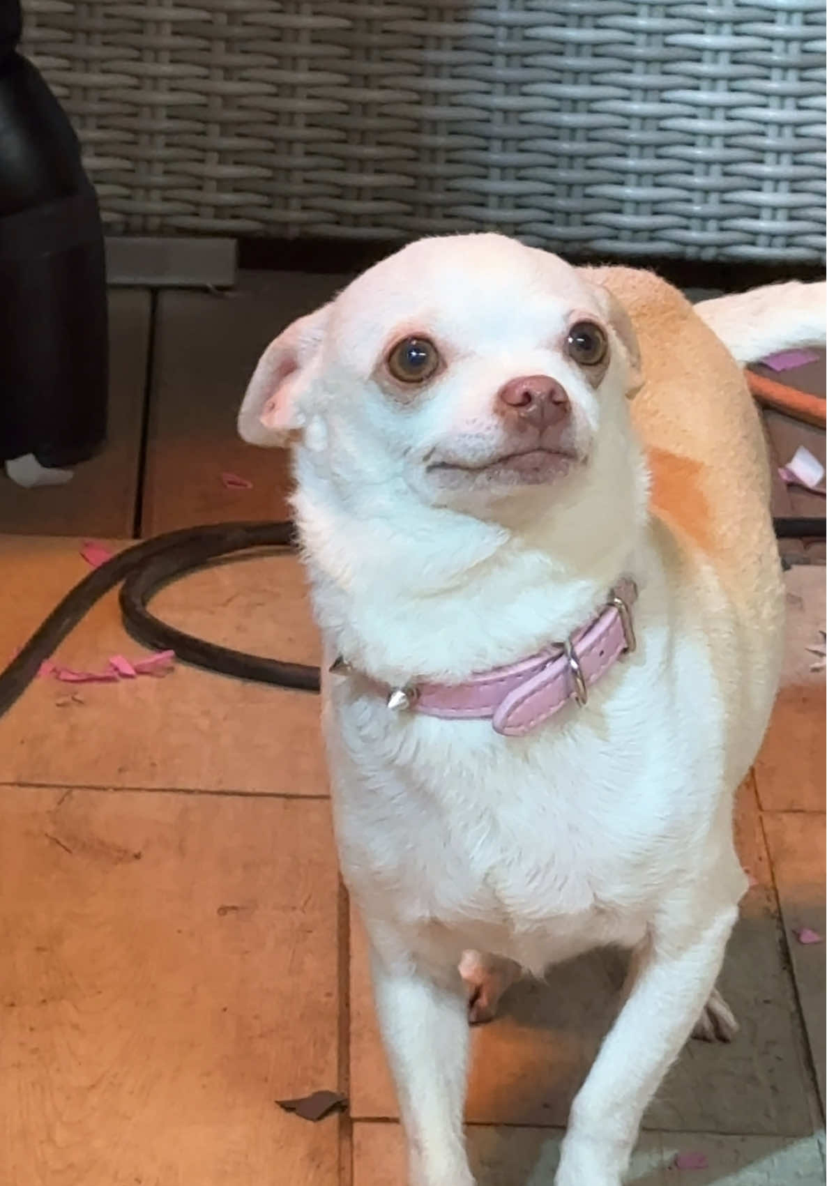 A post by @mreviatar on TikTok caption: Look how much she is happy🥹❤️😍(אין כלב שיותר מאושר ממנה איןןןןן) @Eviatar Ozeri @Nikiozeri #chihuahua #dogs #kuchikuchi #angrydog #nikiozeri #niki #mreviatar #dog 