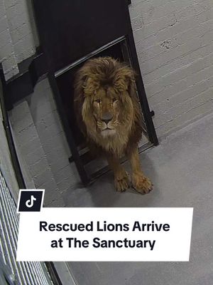 A post by @camwhitnall on TikTok caption: We did it… MISSION ACCOMPLISHED 🦁   After almost a year of hard work and determination, we can proudly share that we have successfully rescued five lions from Ukraine, and moved them into to their new forever home: The Lion Rescue Centre.    Rori, Vanda, Amani and Lira, have now been reunited with Yuna and moved into their new habitats. This is a significant moment for everyone here at The Big Cat Sanctuary, as the team are now able to give all five lions a second chance at life. None of this could have happened without all of your support. THANK YOU. 💛   #TheBigCatSanctuary #rescue #BigCats #Lions #tiktokforgood 