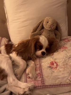 A post by @coquettecavalier on TikTok