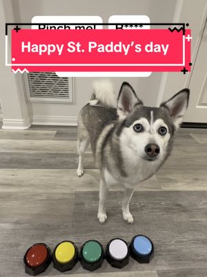 A post by @sapphie_the_pomsky on TikTok caption: Happy St. Paddy’s day friends 🍀 #dogs #stpatricksday #stpaddysday #dogsofinstagram #pinchme 