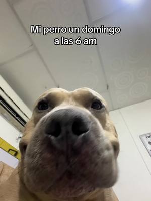 A post by @vikingo606 on TikTok caption: Tiene que tlabaja 🤓🧐🗣️🐶🐶#vikingo606 #humor 