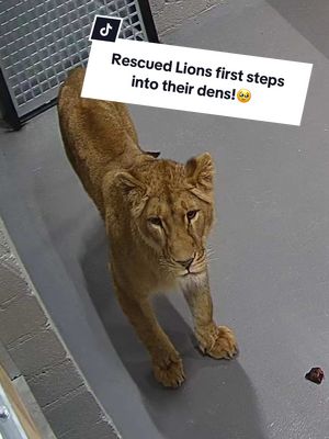 A post by @camwhitnall on TikTok caption: Their first steps… 🥺🦁 Watching rescued lions from Ukraine, Rori, Amani, Lira, and Vanda walk out of their crates and into their new dens at the Lion Rescue Centre was a moment we’ll never forget. 🐾✨ Very soon, they’ll take their first steps onto grass and into their specially designed habitats; vast, peaceful, and built just for them. A space where they can finally roam, relax, and heal. We can’t wait to share this beautiful sanctuary with you! 🌿🏡✨ #tiktokforgood #Rescue #Lions #TheBigCatSanctuary