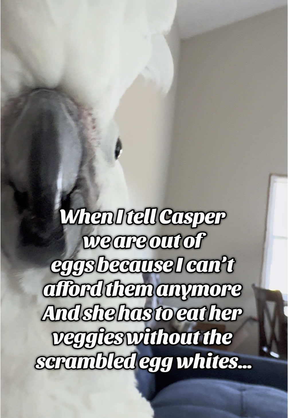 A post by @my_flying_fids on TikTok caption: So I’m looking for a new egg dealer.. I mean farmer… #casperthetoo #myflyingfids #eggs 