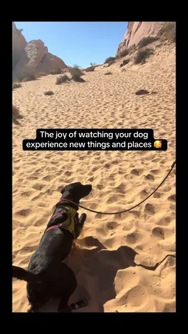 A post by @moxiesadventures on TikTok caption: She loved the sand when it was still cool in the morning  #dogsoftiktok #dogboots #hikingdog #funnydog 