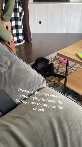 A post by @moxiesadventures on TikTok caption: One of my favorite videos of all time 🥰  #puppy #cutepuppy #dogdad #dogsoftiktok 