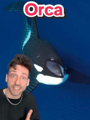 A post by @oddanny on TikTok caption: The tippy top of the food chain 👀 #orca 