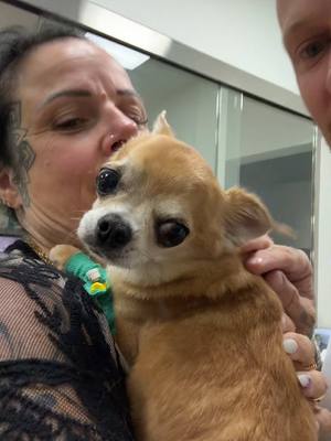 A post by @chichicanos on TikTok caption: Mon chichi d’amour ♥️ #chihuahua 