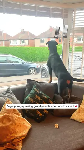 A post by @funnyanimalkbz on TikTok caption: When dogs reunited their owners  #dogs #dogslover #wholesome #hearttouching #emotional #reunited #foryoupage #foryou #viral