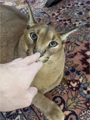 A post by @pumbacaracalofficial on TikTok caption: A nose boop for Pumba🙈