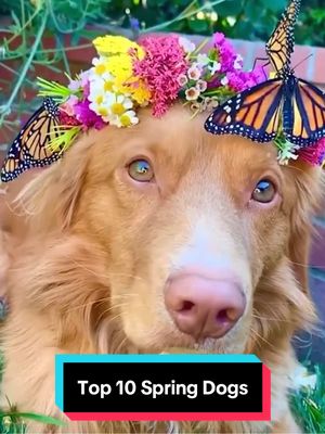 A post by @weratedogs on TikTok caption: Top 10 Spring Dogs! 10. IG: riptidetheretriever 9. @Bleu Brown  8. IG: nala_thegoldie 7. IG: machkluesner 6. @Claire_ella  5. @Mary, Secret, & Promise  4. IG: theadventuresofaspen 4. IG: fluffyhuskytales 4. @milo_the_toller  4. @Psychokillaaaa  3. @4SportRanch  2. @dash.dog  1. IG: darwinsbeedogs #weratedogs 